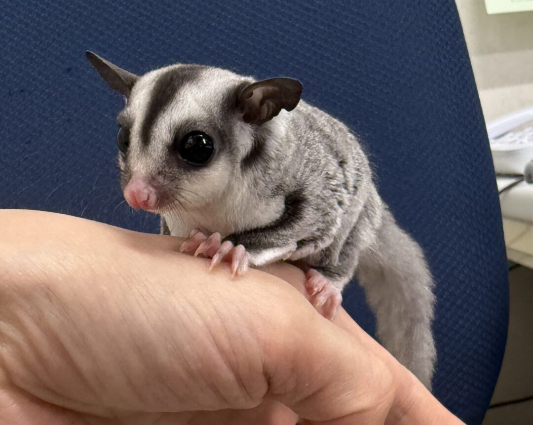 フクロモモンガ | ピュアアニマル