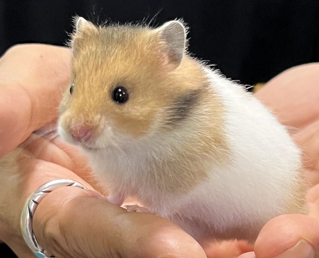 超可愛い ゴールデンハムスターベビー ノーマル | ピュアアニマル