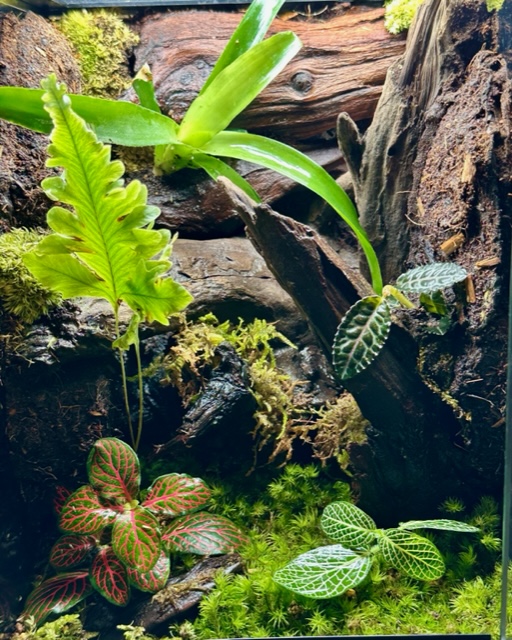 グラステラリウムナノ 装飾済テラリウム ガラス水槽 | ピュアアニマル