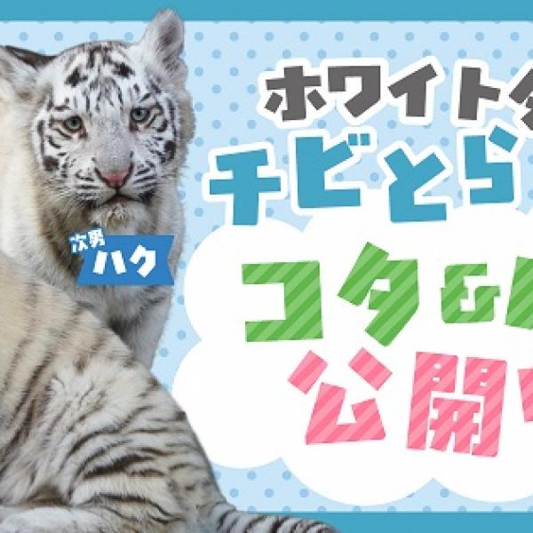 埼玉県宮代町】東武動物公園で、ホワイトタイガーの兄弟コタ＆ハクを
