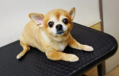 中央区八丁堀店☆ チワワ6mmサマーカット♪ | ブログ | 江東区で