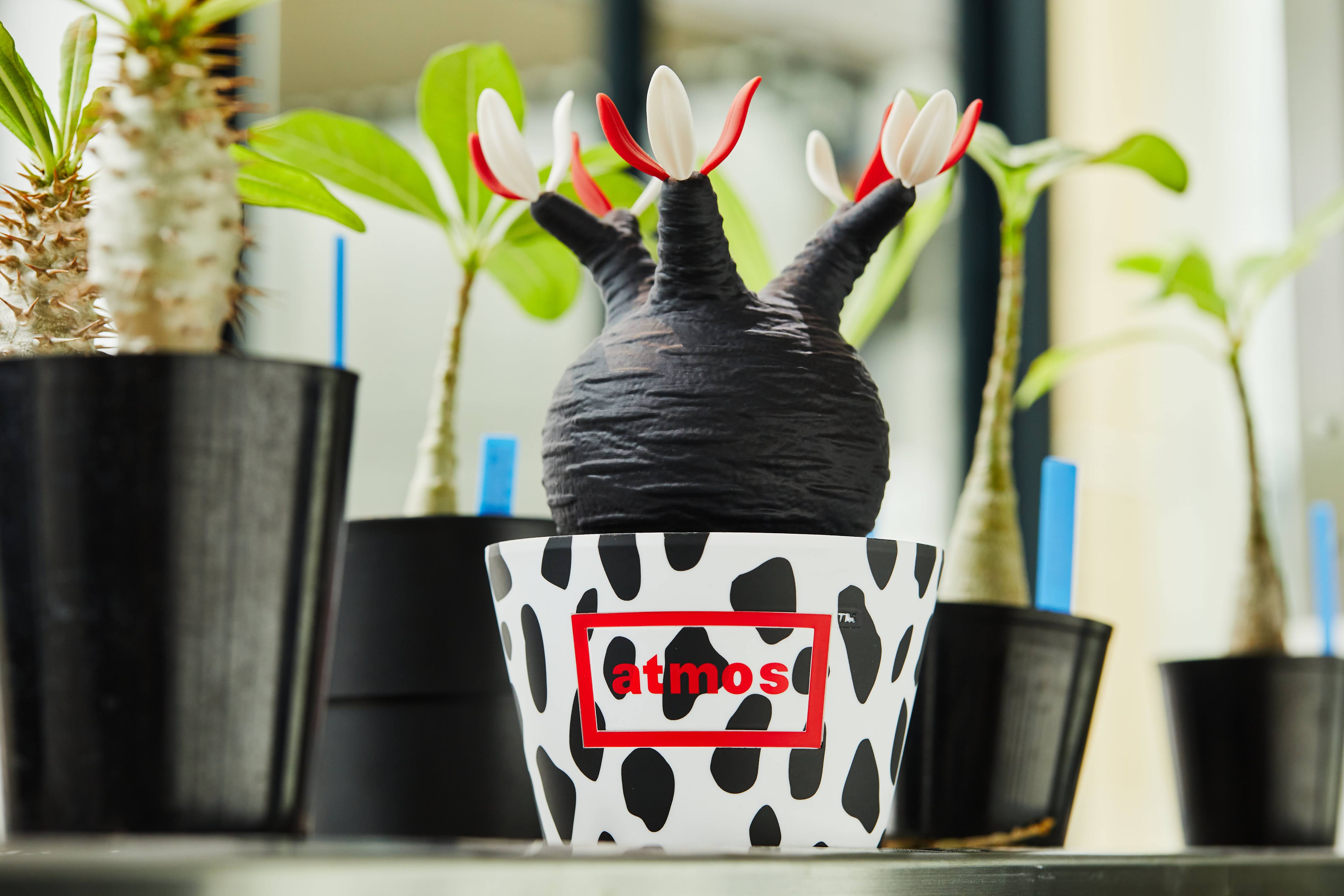 枯れない塊根植物のプランツフィギュア。アトモスとプランツショップ