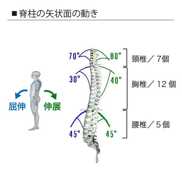 骨度法とは？人体の基本的なバランスを知る – Quiet time