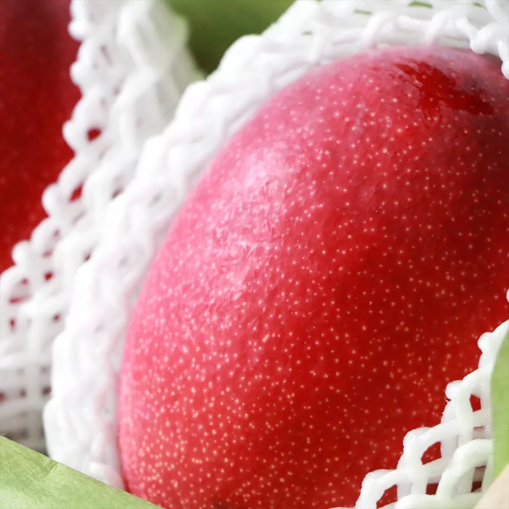 沖縄県産の最高級マンゴー《10セット限定品》桐箱入り！マンゴー至高