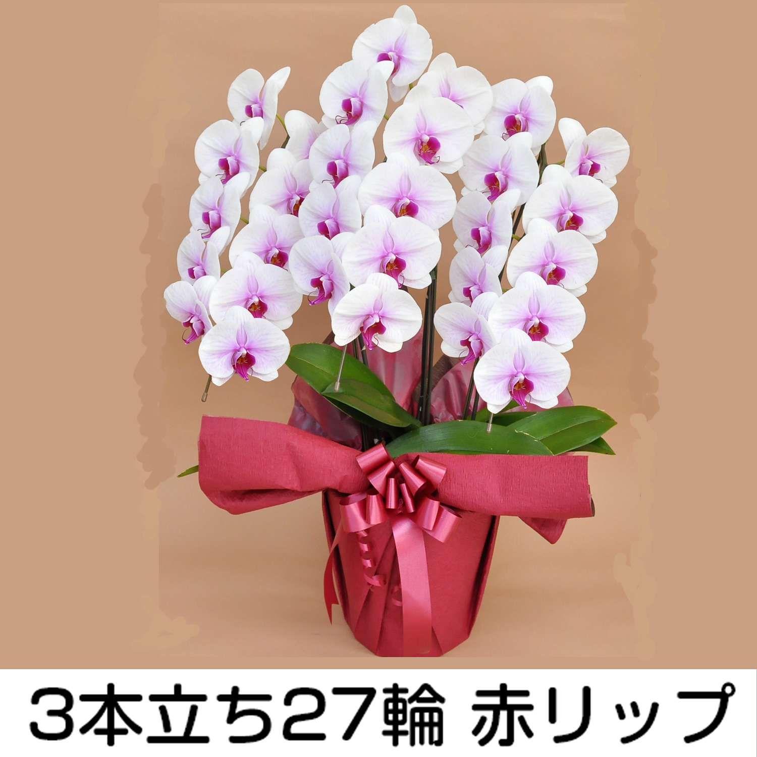 法人様向け贈答用胡蝶蘭販売「蘭贈くん」 / 胡蝶蘭大輪 3本立ち 27輪以上