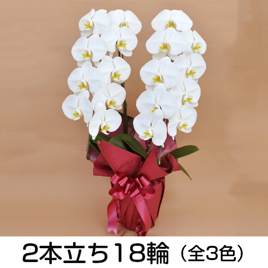 法人様向け贈答用胡蝶蘭販売「蘭贈くん」 / 胡蝶蘭大輪 3本立ち 27輪以上