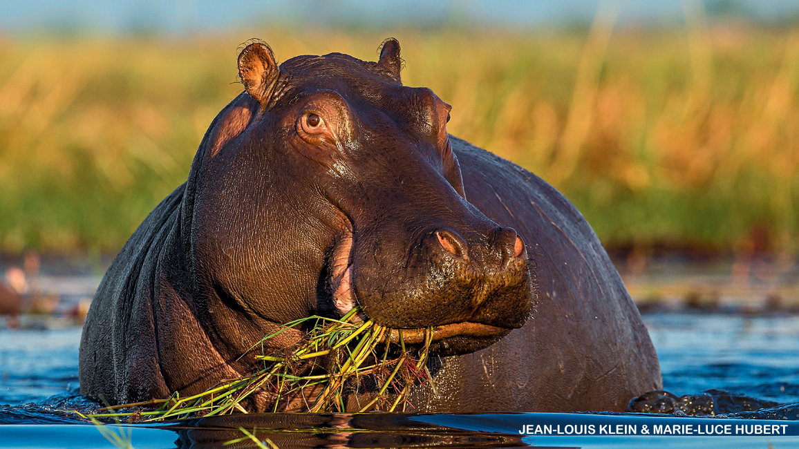 Hippos - NWF | Ranger Rick