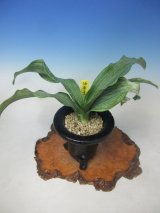 全商品 - 蘭万園オンラインショップ 春蘭、万年青通信販売