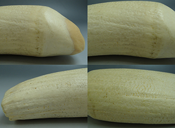 鯨歯 マッコウクジラ 彫刻・印材・根付用 745g 高価買取しました。千葉