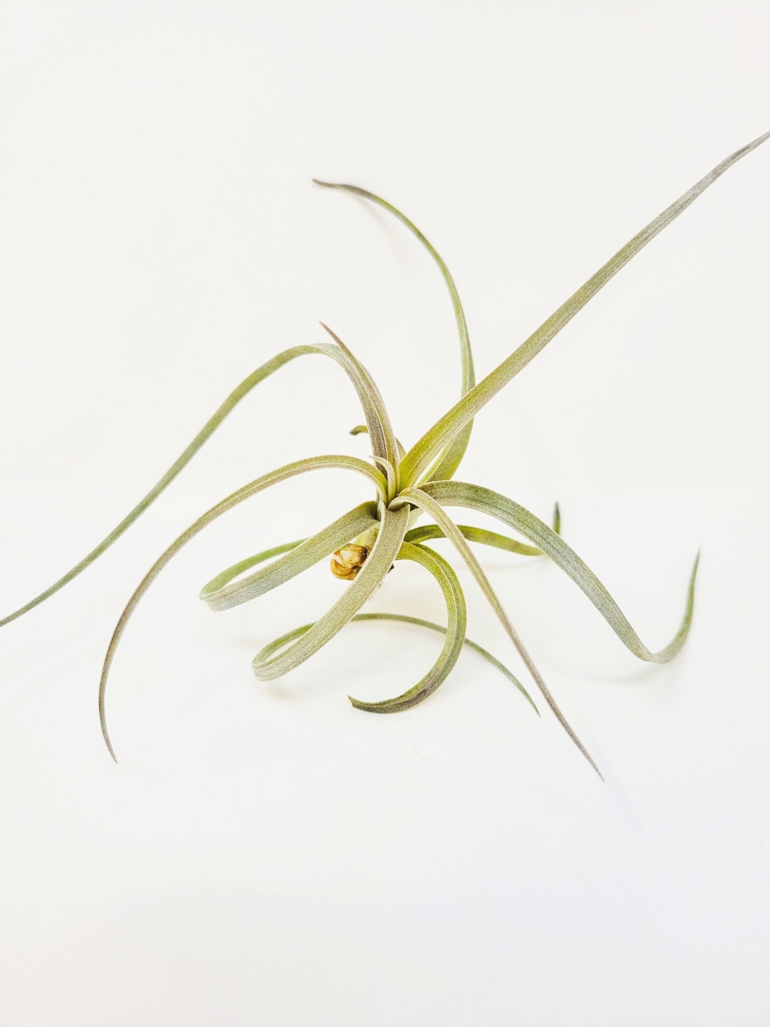 tillandsia-exserta-319952.jpg?