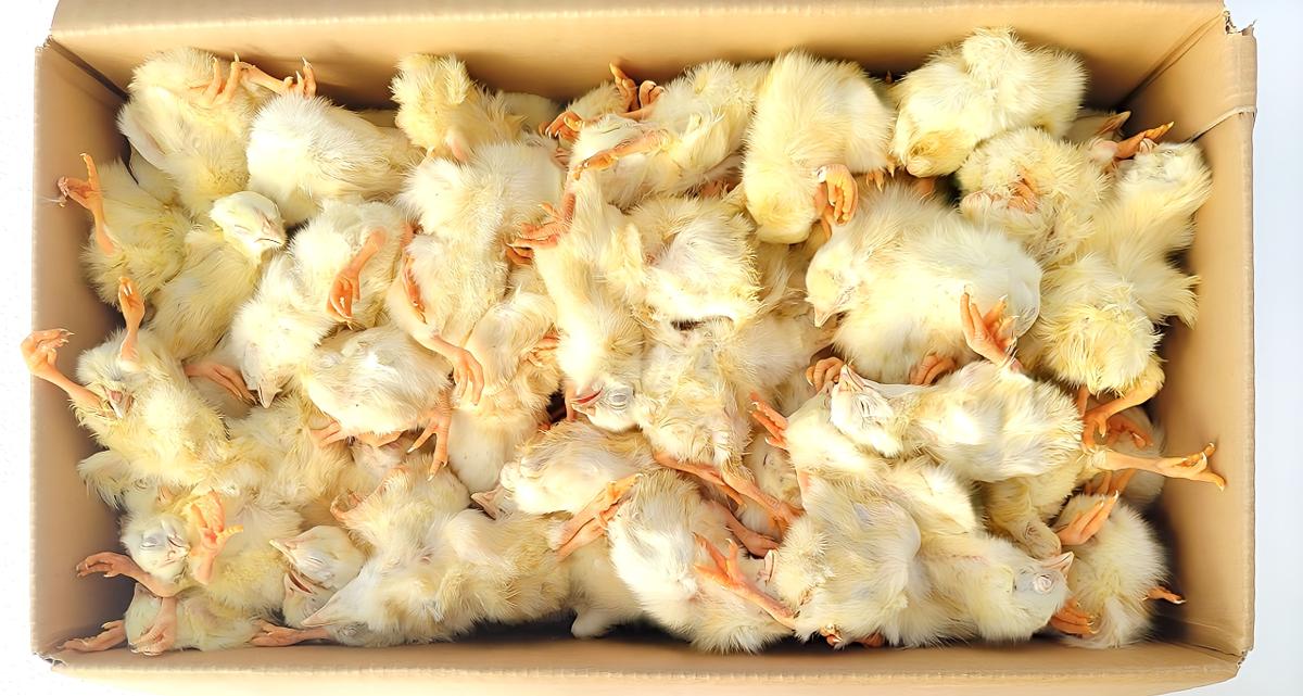 【リピート購入で＋10羽】 送料無料 国産 新鮮安全 冷凍ひよこ 600羽 CCB20565-FD7D-49C7-BABA-