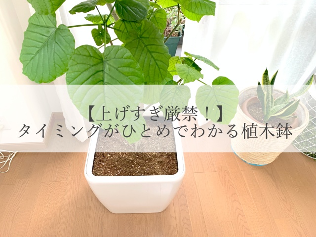 上げすぎ厳禁！】 タイミングがひとめでわかる植木鉢 - PRECIOUS DAYS