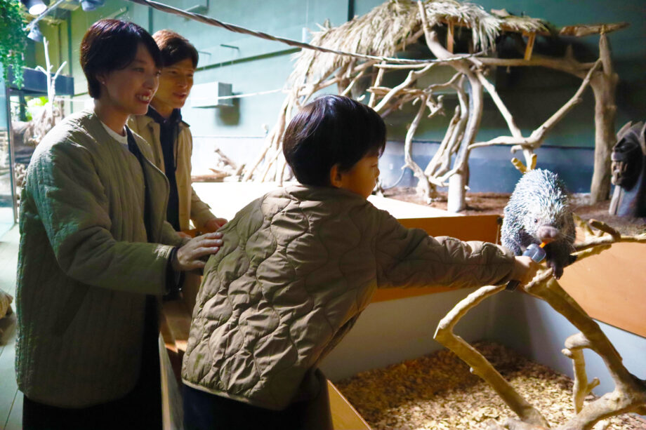 日本国内で見られるのは2か所だけ！オマキヤマアラシ展示場