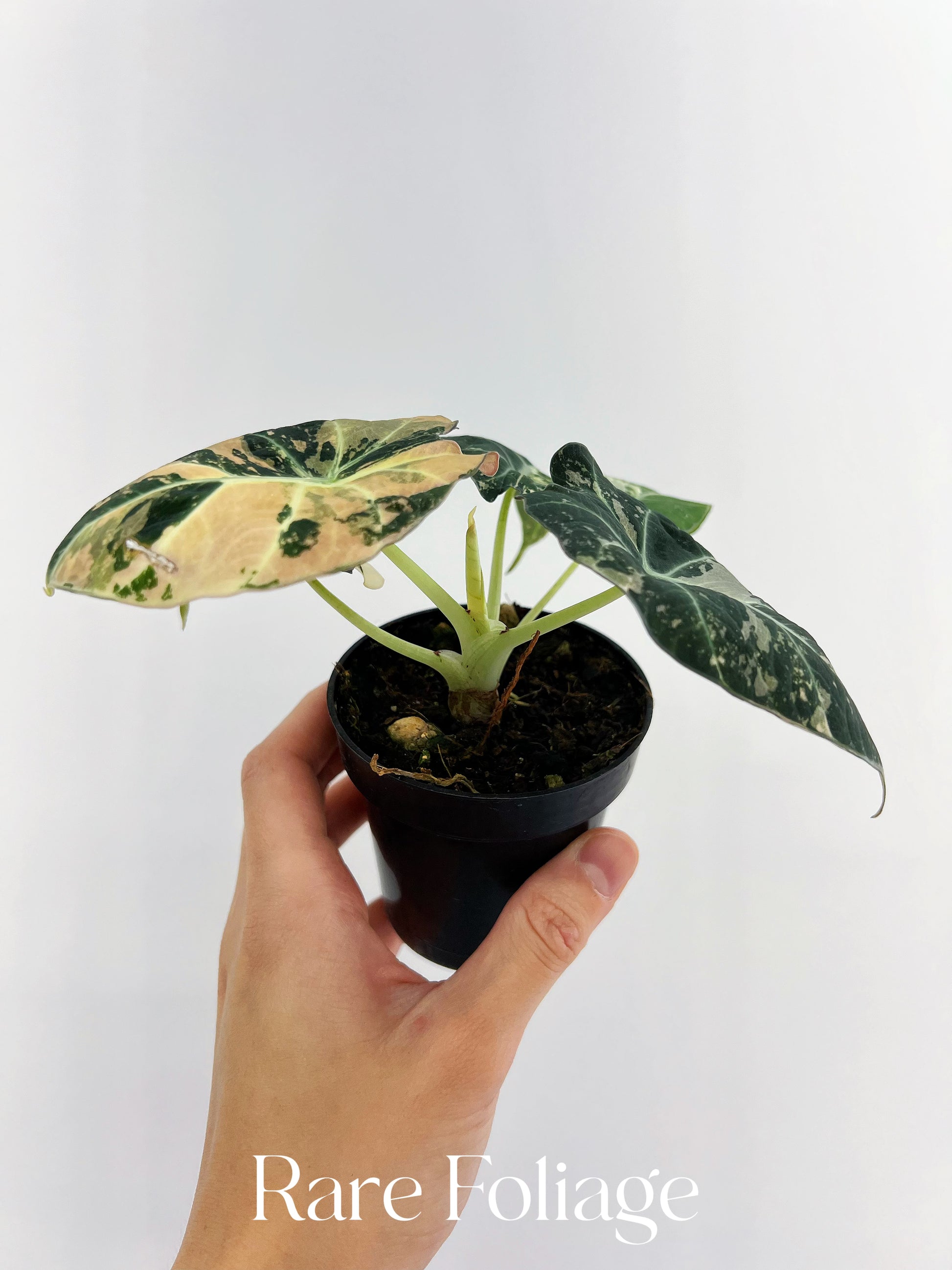 Alocasia Black Velvet Pink Variegated 3” Full Plant – Rare Foliage