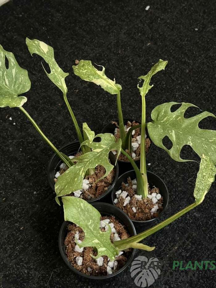 モンステラ・デリシオーサ 'スターライト' Monstera deliciosa