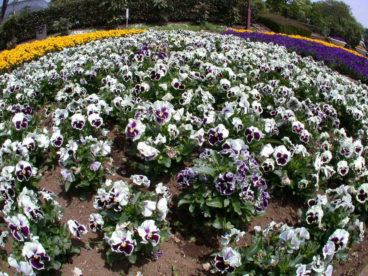 Raynox,レイノックス HD-3035PRO 0.3x コンパクトデジタルビデオカメラ