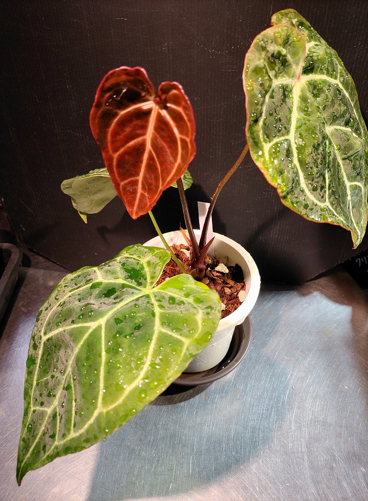 激レアアンスリウム着弾！！【春日井熱帯魚】 | 名古屋のペット