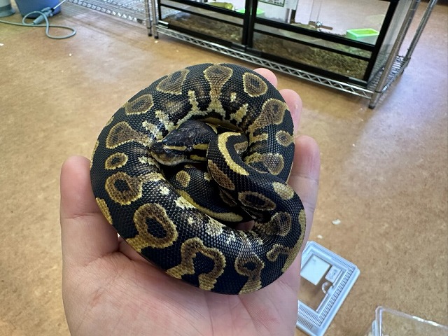 インター爬虫類】彩り豊かなボール達とマニアな蛇たち | 名古屋の