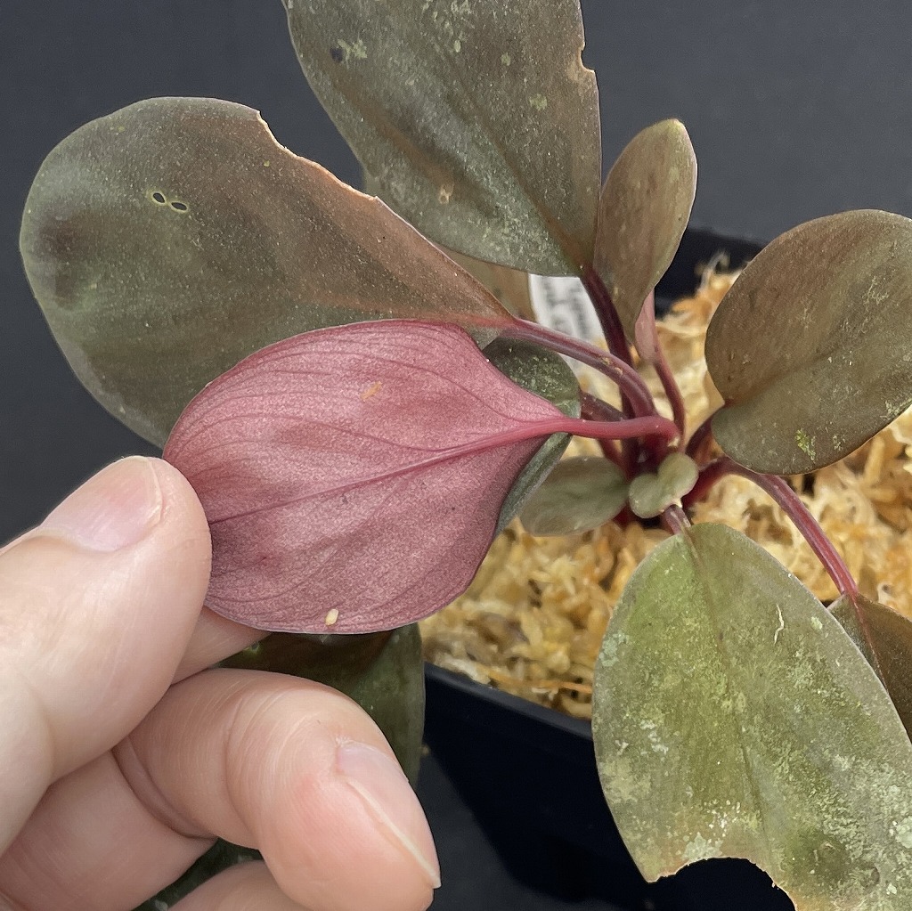 AZ便着弾！ | 名古屋のペットショップRemix【リミックス・ペポニ】