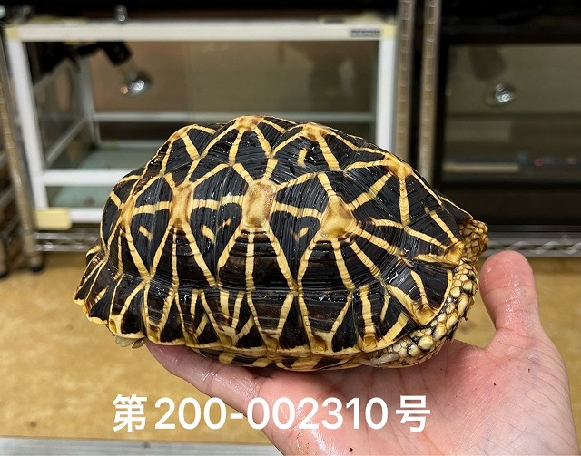 インターペポニ】ゲリラ特価は本日5/18(日)まで！ | 名古屋のペット