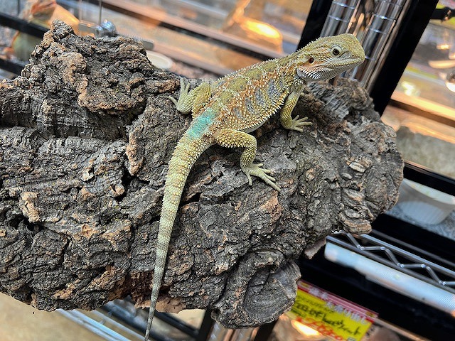 インターペポニ】久々の蜥蜴乱舞！ | 名古屋のペットショップRemix