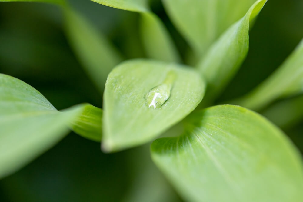 実写レビュー】Canon EF100mm F2.8L マクロ IS USM | カメラレンタルの