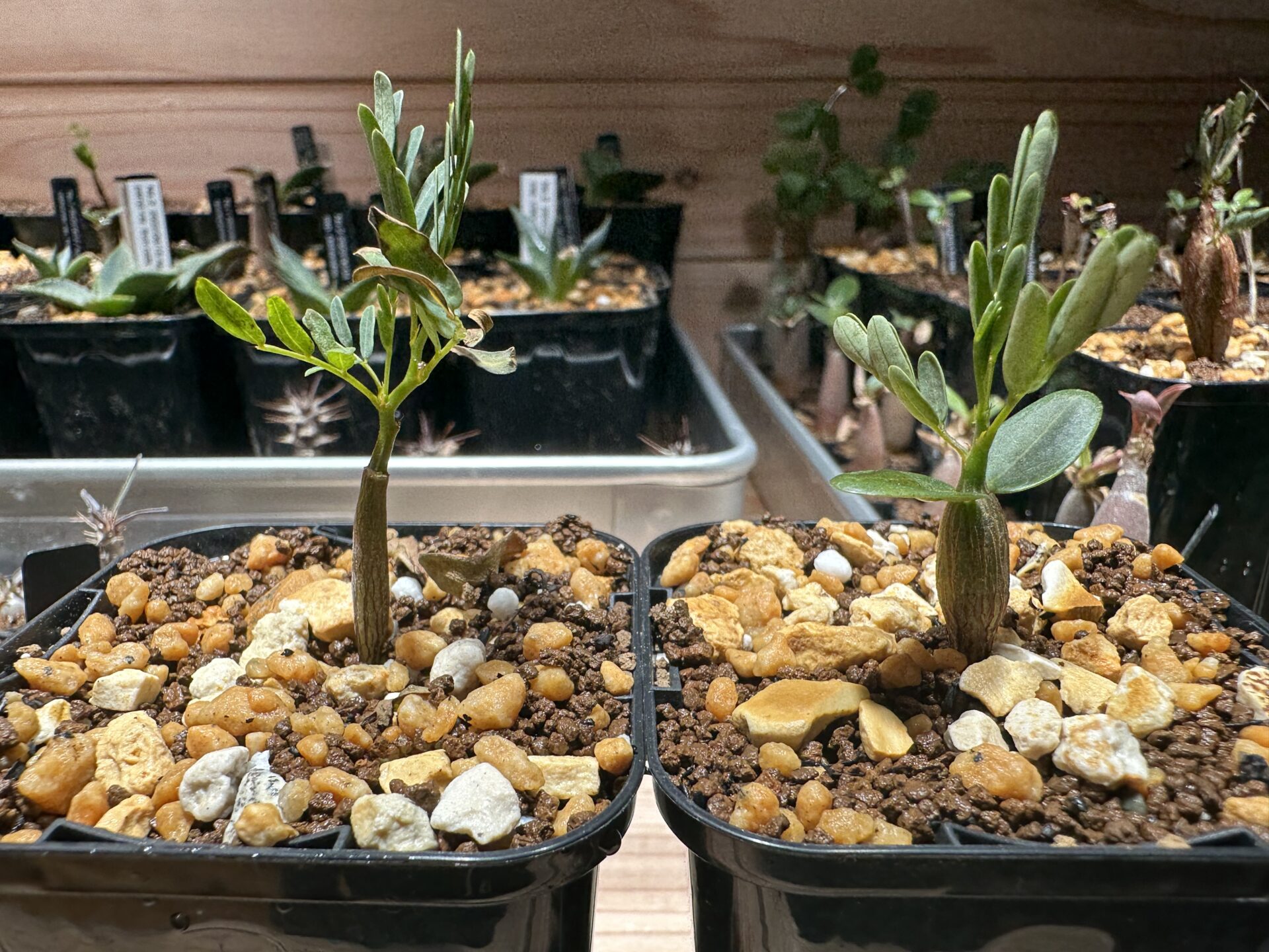 センナ・メリディオナリスの実生 観察 |