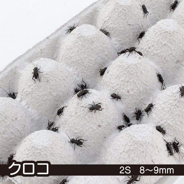 活餌】クロコオロギ 2S 8~9mm - 餌用コオロギの通販専門店 キャロット