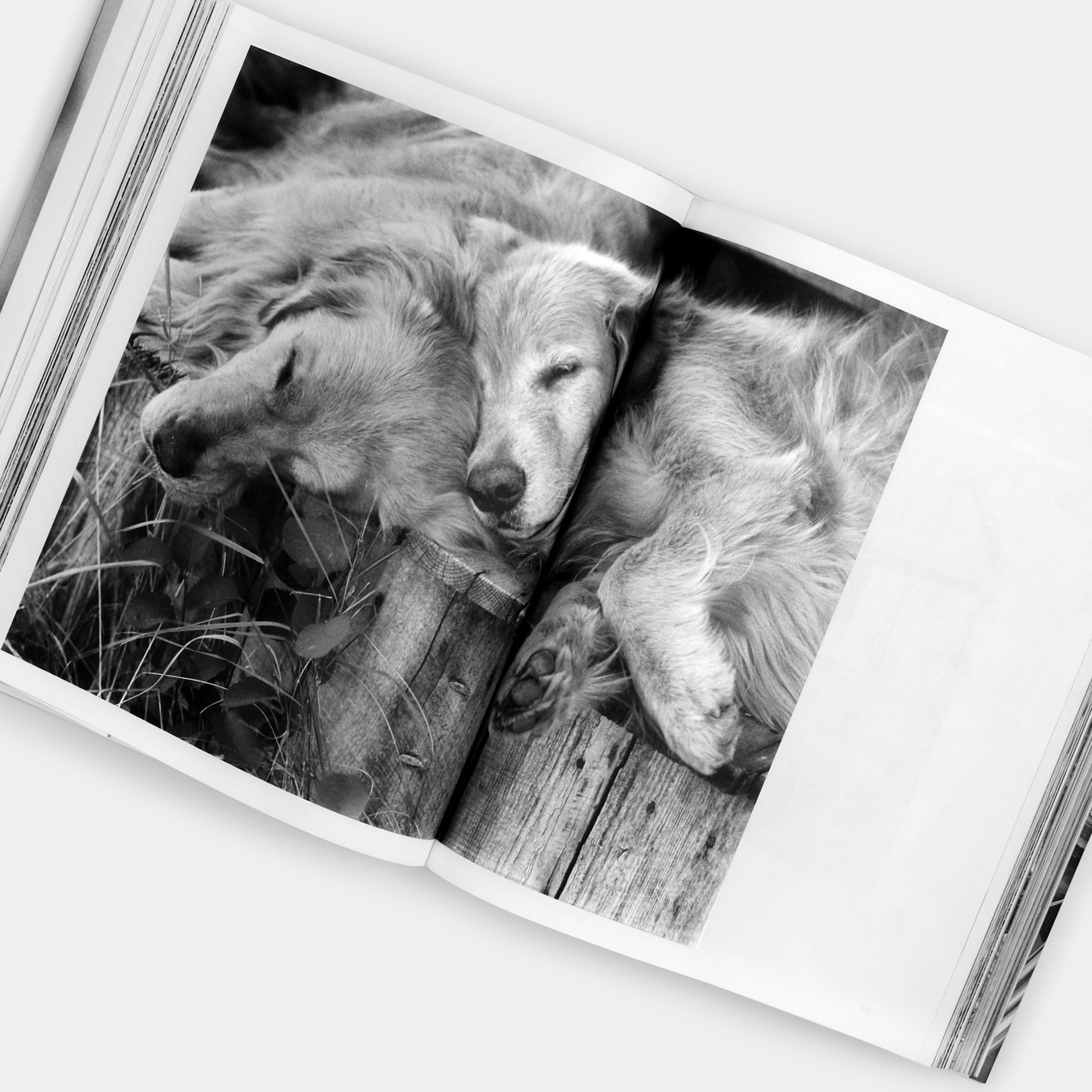 Bruce Weber. The Golden Retriever Photographic Society XL Taschen Book