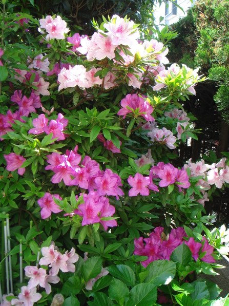 SONY サイバーショット DSC-T9投稿画像・動画 - 価格.com