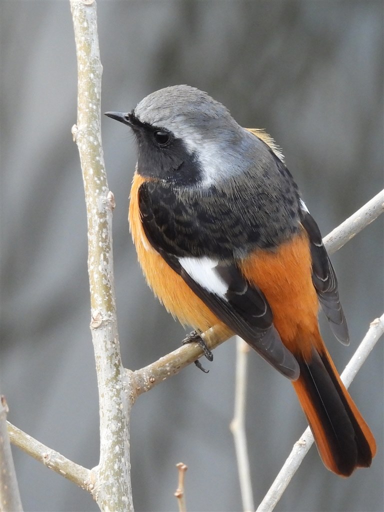 野鳥撮影入門者、鳥見中心の方、デジ一のサブ、にオススメできる