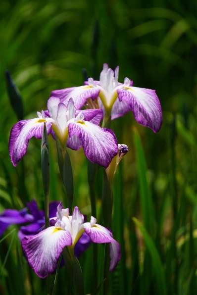 SONY E 55-210mm F4.5-6.3 OSS SEL55210 価格比較 - 価格.com