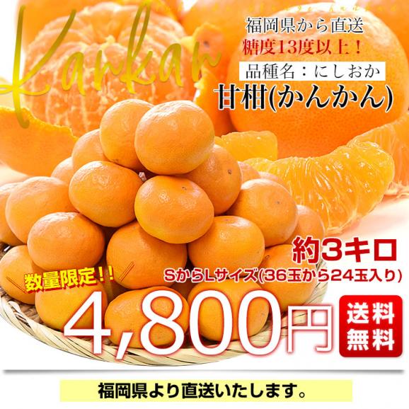 福岡県から産地直送 高糖度みかん「甘柑(かんかん)」品種名：にしおか