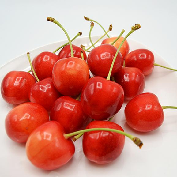 2024年5月頃～予約開始予定|幻の大粒さくらんぼダイアナブライト500g