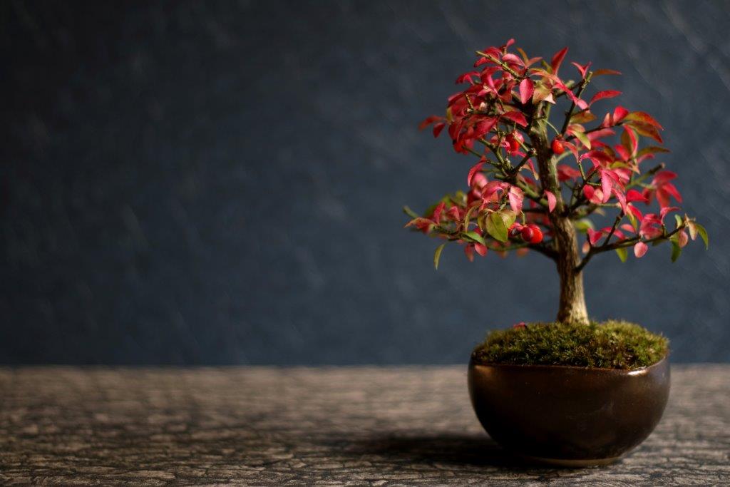 コマユミ | 琳葉(りんは)盆栽 - RINHA BONSAI -