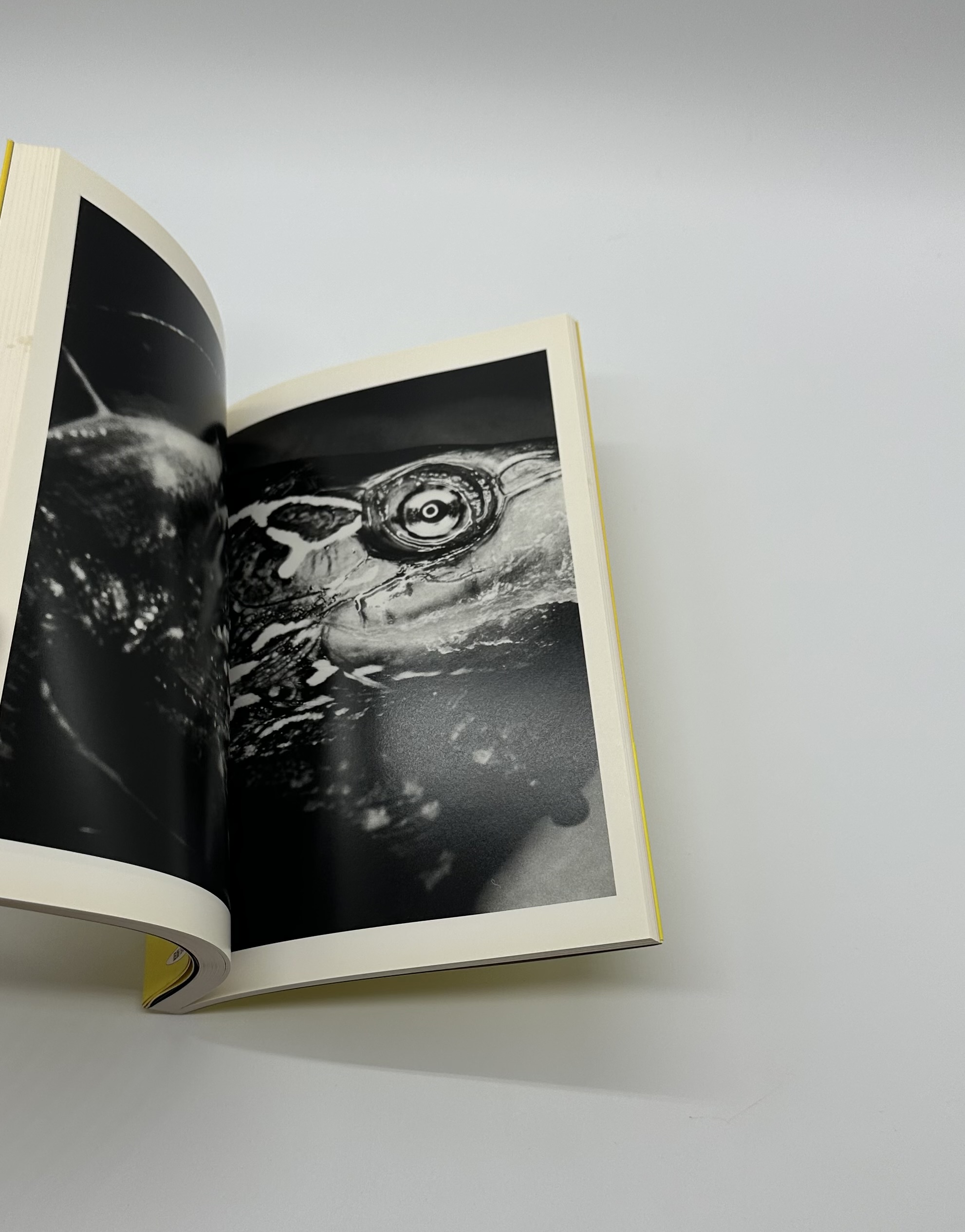 エロトス 荒木経惟写真全集 第16巻 - りーちあーと