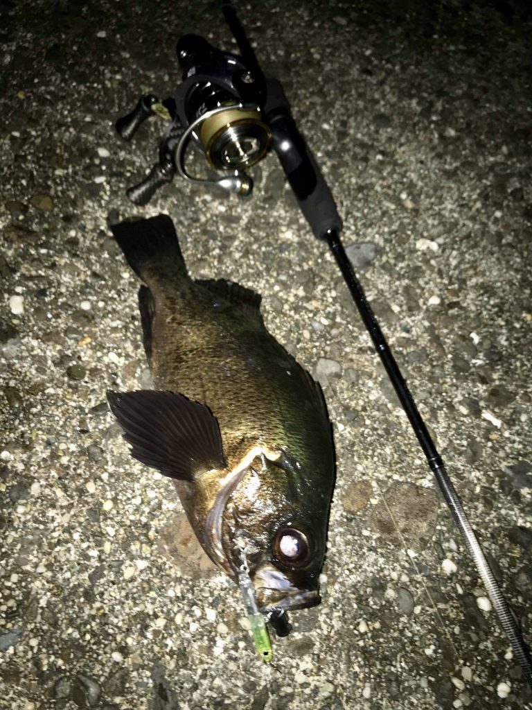 RealCrescent RC-65 メバル・プラッギングレポート | リップル