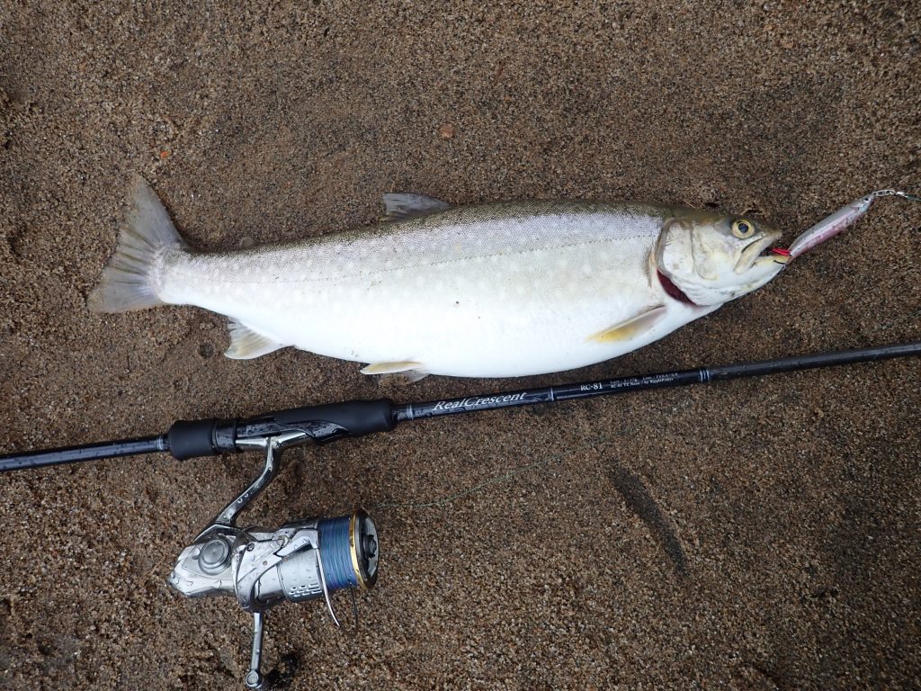 RealCrescent RC-81 レイクトラウト・レポート | リップルフィッシャー