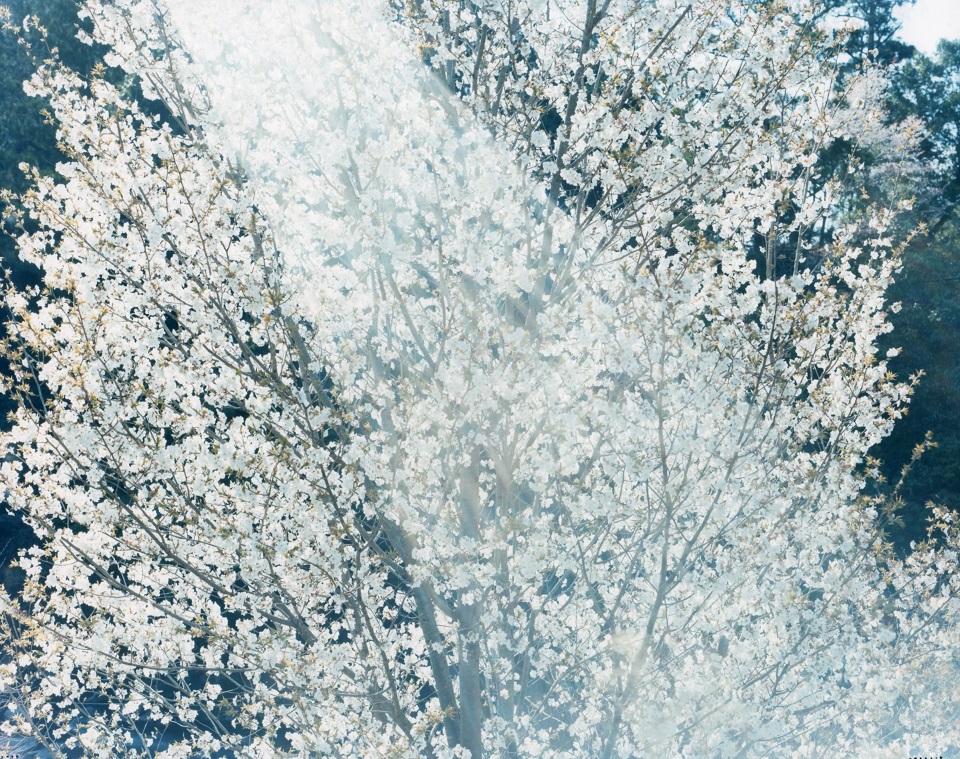 SAKURA | 鈴木理策 | Risaku Suzuki | 鈴木理策 | Risaku Suzuki