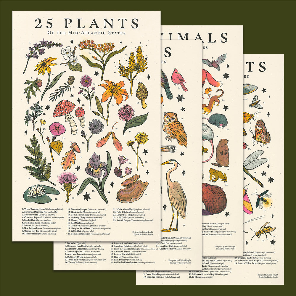 all-midatlantic-prints_1000x.