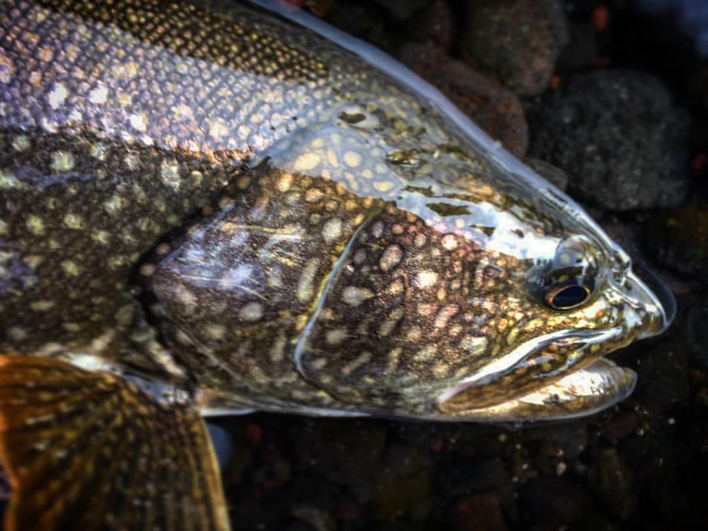 Bambrooch】中禅寺湖のレイクトラウト四天王｜Riverline｜