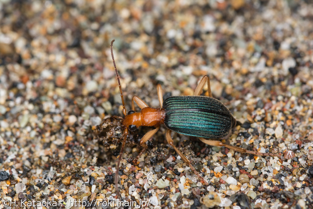 コホソクビゴミムシ