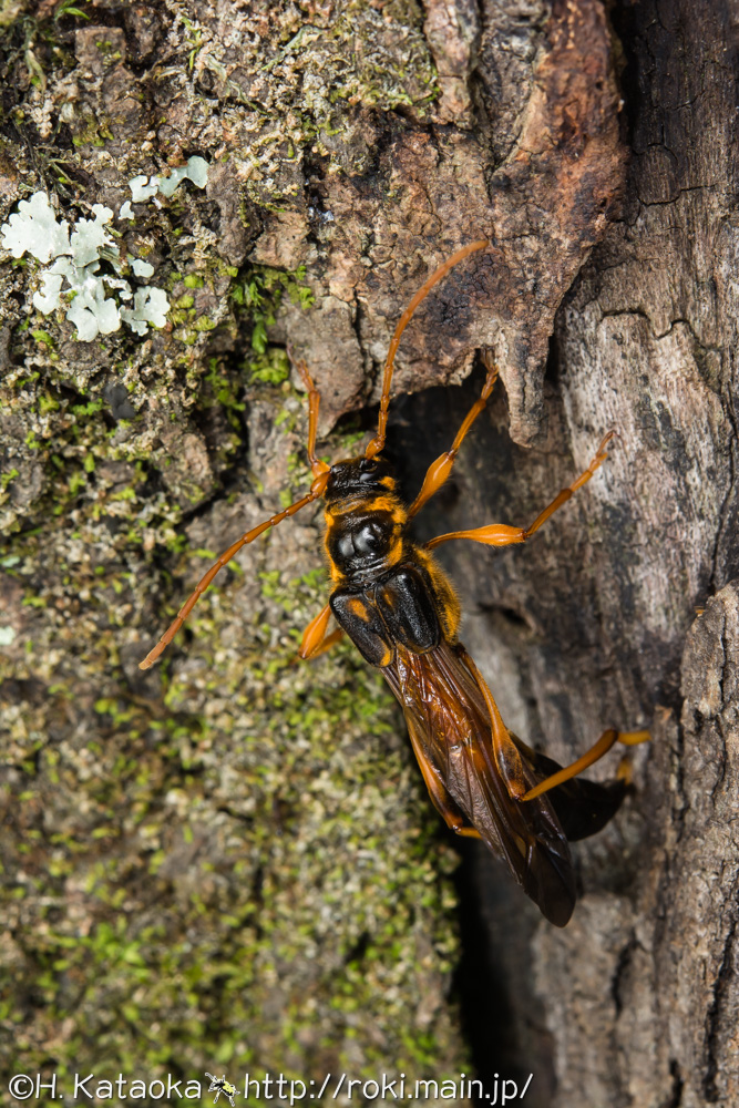 オニホソコバネカミキリ