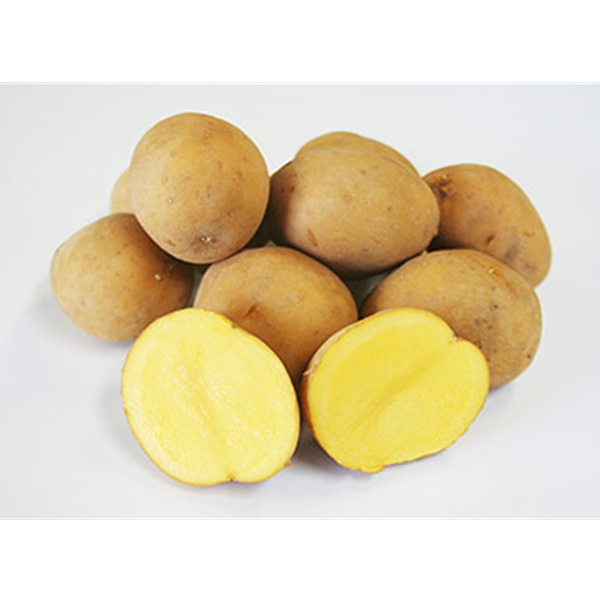 ローズオンラインショップ / 【北海道帯広市】十勝産インカのめざめ