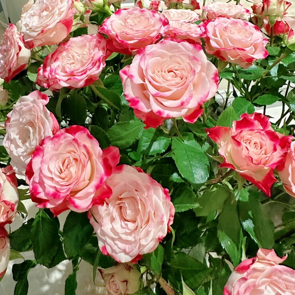 Reflex Rose Plant|折射泡泡 – Rose_Explosion