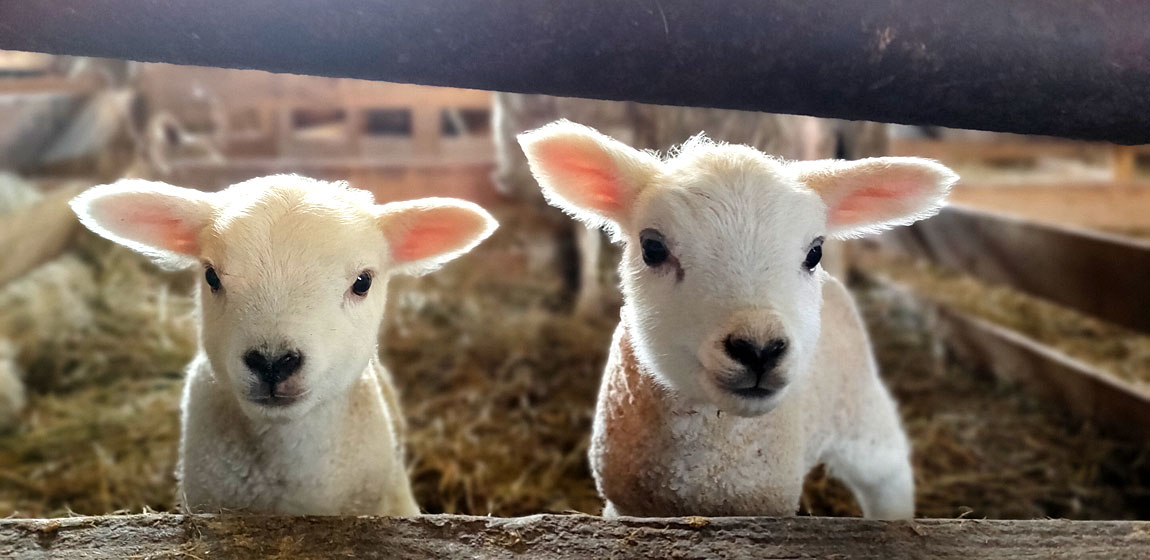 ひつじの出産始まりました。3月の土日限定でひつじのあかちゃん見学