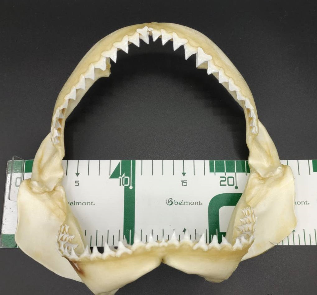 オオメジロザメ 顎標本 幅25cm [Bull Shark] Jaw specimen – RYUKYU