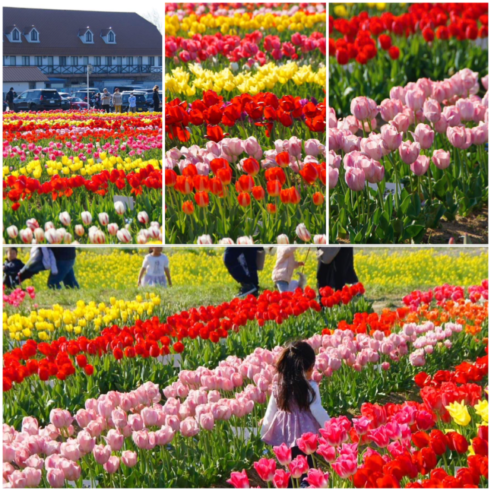 アグリパーク竜王チューリップ畑オーナー2023 | 竜王町観光協会竜王町