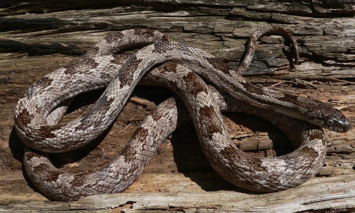 QONOS SNAKES vs 【廃盤】SNAKES,THE