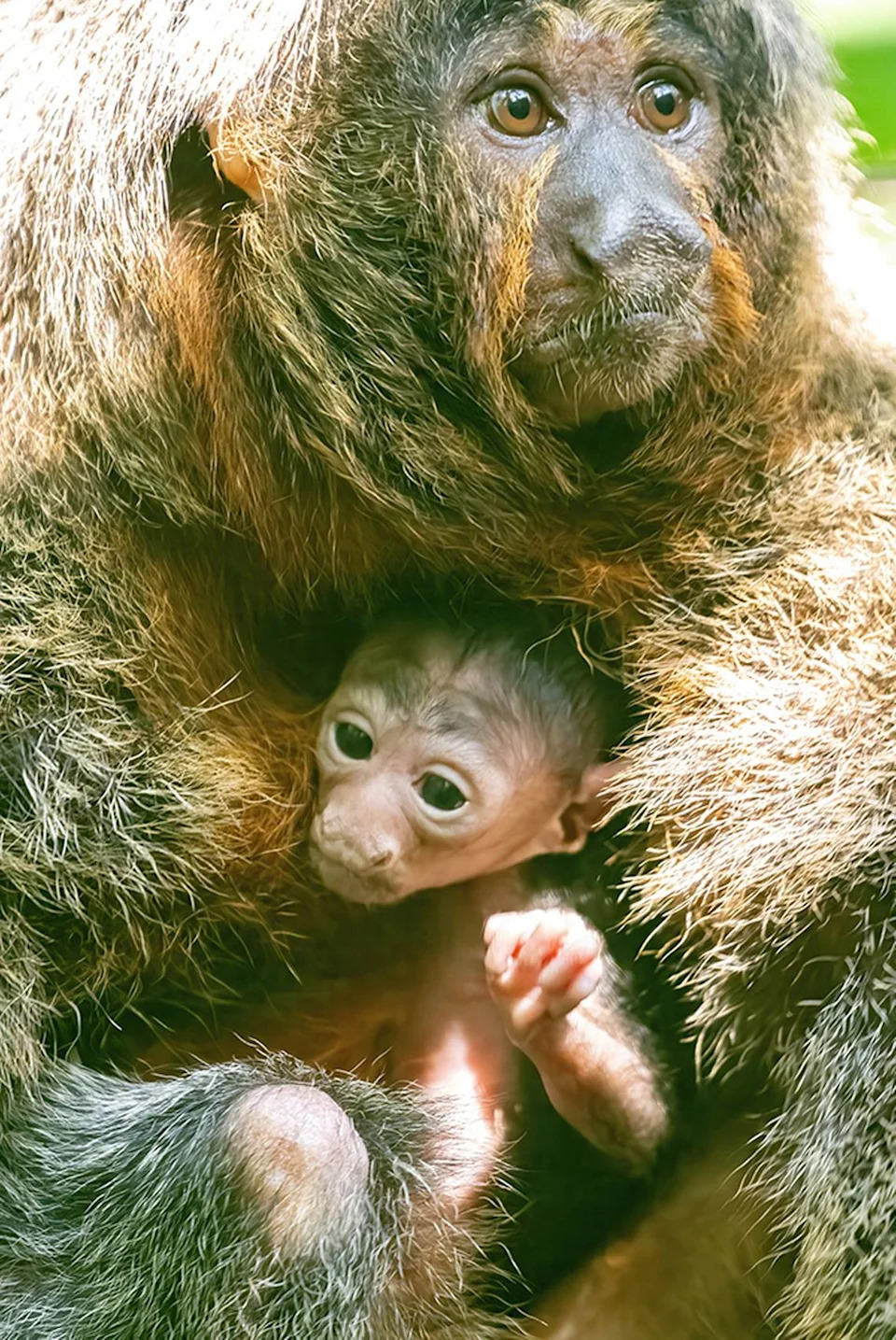 This jumpy, furry creature was born at Zoo Miami. Take a look at